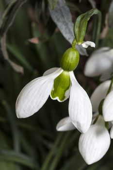 Galanthus x hybridus 'Merlin' (snowdrop) a species of snowdrop often found in early spring gardens