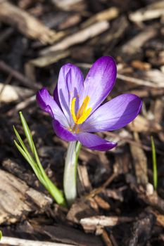 Crocus tommasinianus 'Barr's Purple'  a common winter and early spring flowering bulb plant found in many gardens and woodlands