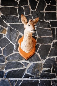 Little Head of a Deer hanging on a Wall
