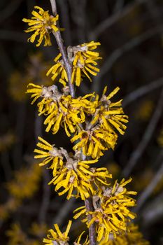 Hamamelis 'Brevipetala' (Witch Hazel) a yellow winter spring flowering shrub