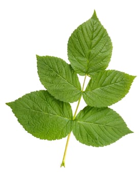 Green Raspberry leaves on white background