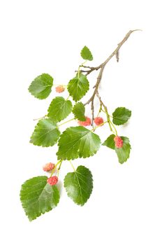 A Mulberry tree branch with green leaves and red fruits on white background