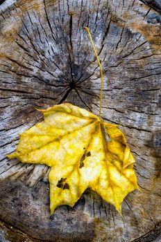 Golden dry maple leaf on a cut trunk, in the forest in autumn