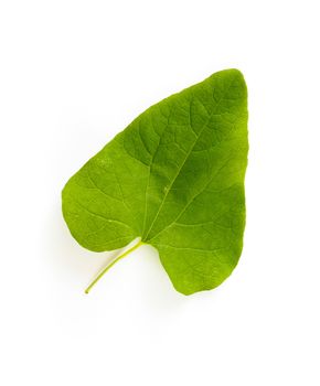 A young green Bindweed (convolvulaceae) leaf on white background