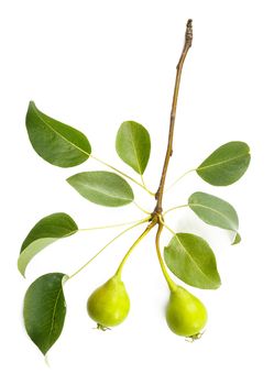 A Pear tree branch with leaves and two little pears