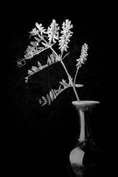 Alfalfa in a vase isolated on black background