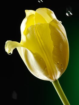 Closeup of a nice yellow tulip