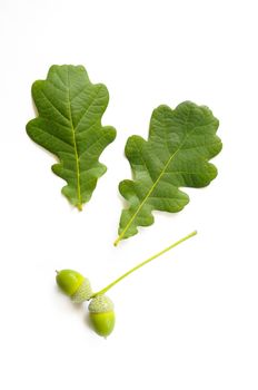 Two green Oak tree leaves with a pair of green acorns (glands)