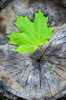 Green maple leaf on a cut trunk, in the forest in autumn