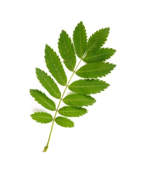 Green Rowan tree leaf on white background