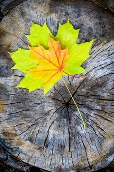 Green and orange maple leaf on a cut trunk, in the forest in autumn