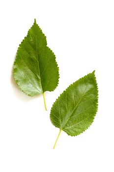 Two green Mulberry tree leaves on white background