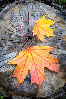 Red, orange and yellow maple leaf on a cut trunk, in the forest in autumn