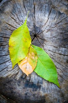 Green, orange and yellow maple leaf on a cut trunk, in the forest in autumn