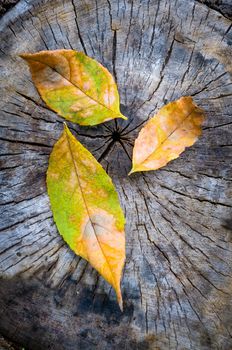 Green, orange and yellow maple leaf on a cut trunk, in the forest in autumn