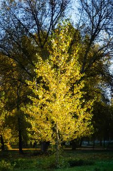 A yellow poplar tree catching the warm sun rays in autumn, in the Natalka park of Kiev, Ukraine