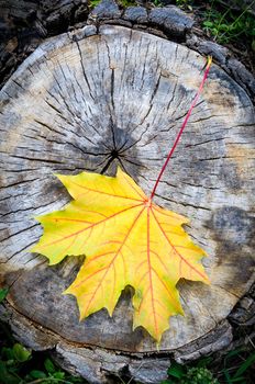 Red, orange and yellow maple leaf on a cut trunk, in the forest in autumn