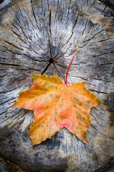 Red, and orange maple leaf on a cut trunk, in the forest in autumn