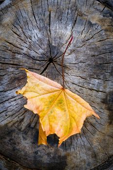 Orange and yellow maple leaf on a cut trunk, in the forest in autumn