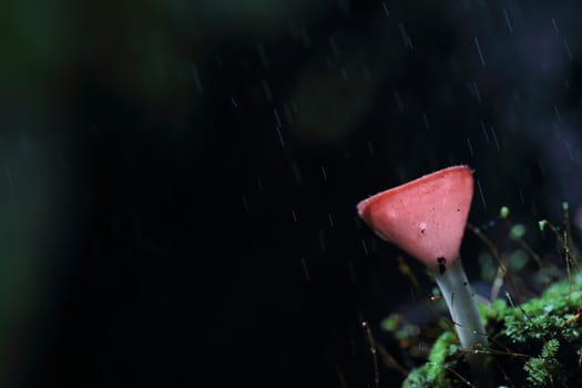 Cookeina sulcipes Fungi cup in close up