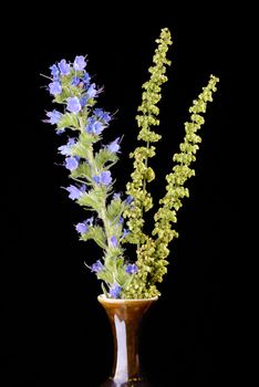 Blueweed flowers, alsoknown as Viper's Bugloss, and wild herbs in a vase on isolated on black background