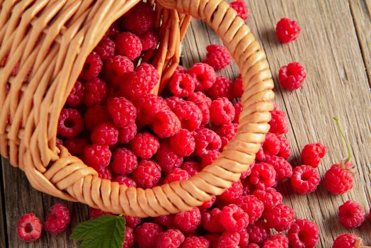 Ripe forest raspberries scattered from a small basket on a wooden table, top view.