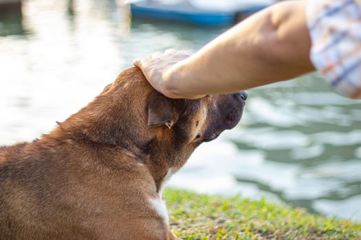 The man hand touches the dog head gently concept friendship between humans and dog