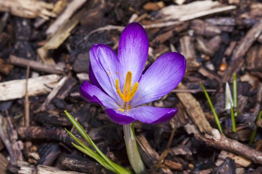 Crocus tommasinianus 'Barr's Purple'  a common winter and early spring flowering bulb plant found in many gardens and woodlands