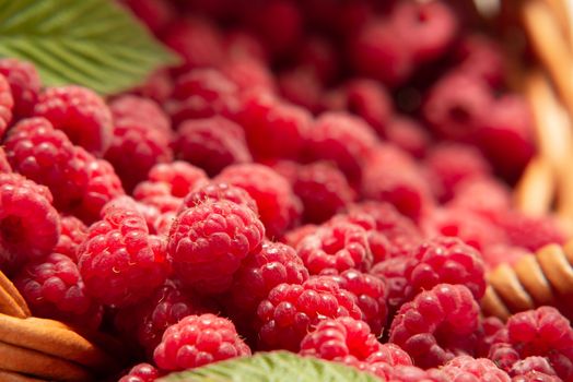 Fresh forest raspberries scattered on the table from an overturned wicker basket, close-up.