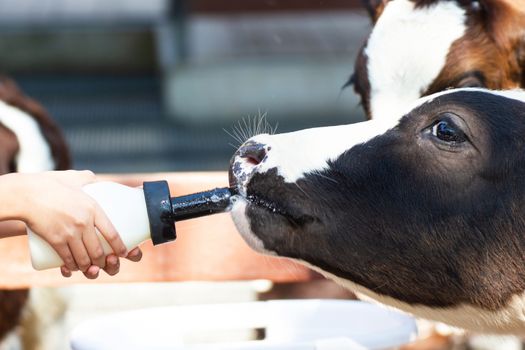Closeup - Baby cow feeding on milk bottle by hand child in Thailand rearing farm.