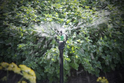 Closeup of water springer system spraying in plantation.