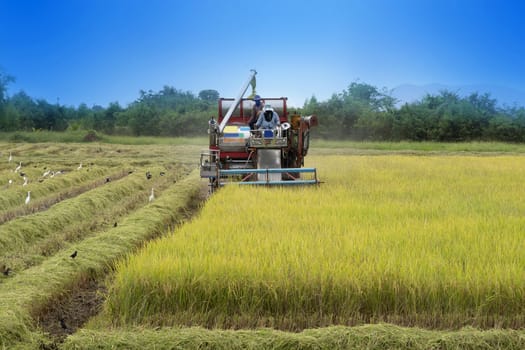 Farmer using tractor to harvest rice crops in the fields.