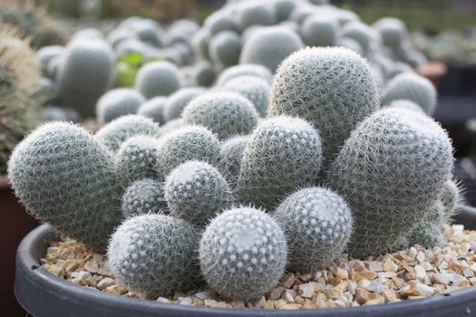 Close up photo of cactus with sharp prickly.