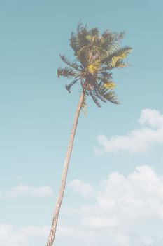 Tropical palm coconut trees on sunset sky flare and bokeh nature background.