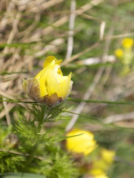 Blossom yellow flower on the field, shallow DOF