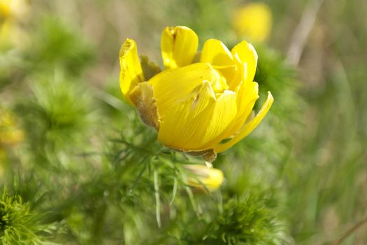 Blossom yellow flower on the field, shallow DOF