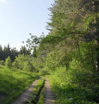 Summer landscape with way in forest