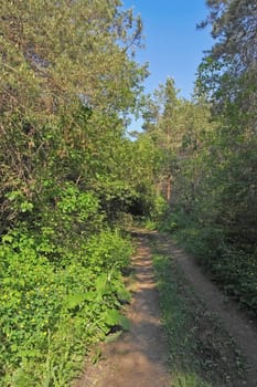 Summer landscape with way in forest