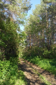 Summer landscape with way in forest