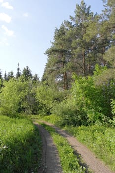 Summer landscape with way in forest