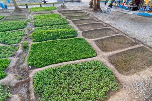 Small artificially irrigated vegetable gardens in the middle of the city of Aqaba on the Red Sea in Jordan, between the busy main road on the beach and the beach promenade, middle east