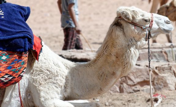 White camel lying on its stomach in the desert near Wadi Rum in Jordan, middle east