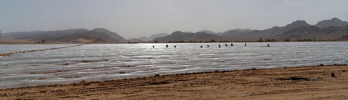 Tomatoes and eggplants grown under foil tunnels in the Jordan Desert, middle east