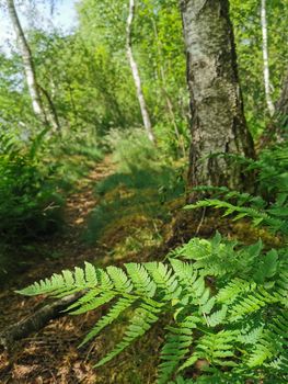 Fantastic forest paths through the nature reserve Pfrunger-Burgweiler Ried, Upper Swabia, Germany