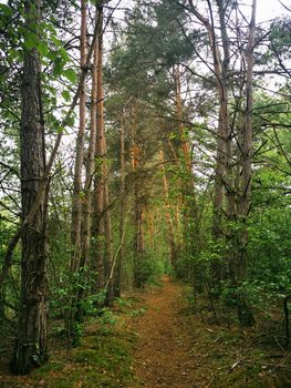 Fantastic forest paths through the nature reserve Pfrunger-Burgweiler Ried, Upper Swabia, Germany