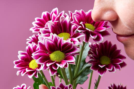 Girl or woman smelling flowers Beautiful fresh pink chrysanthemum, close-up shot, pink daisies flowers on pink background.