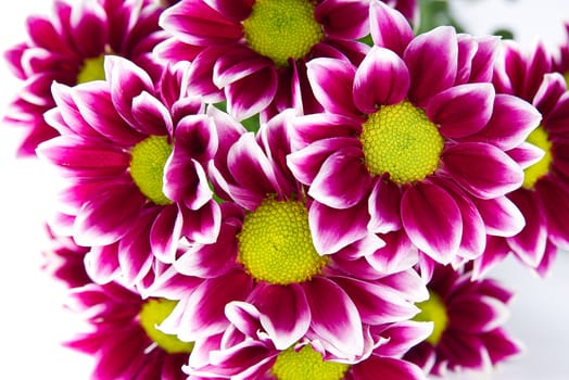 Beautiful fresh pink chrysanthemum, shot, pink daisies flowers on white Background