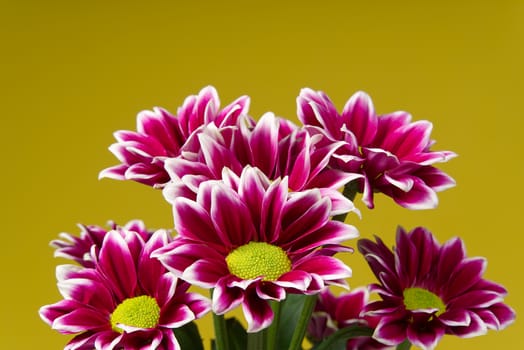 Beautiful fresh pink chrysanthemum, close-up shot, pink daisies flowers on yellow background