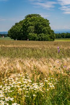 Beautiful flowers and grain fields with bees and insects on Lake Constance