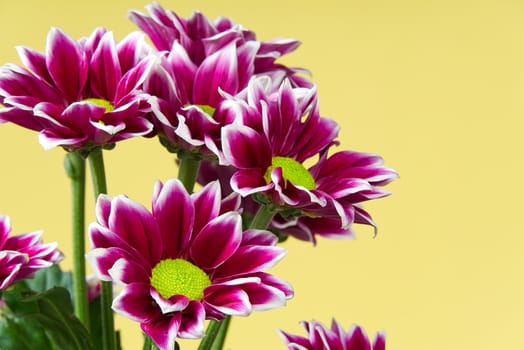 Beautiful fresh pink chrysanthemum, close-up shot, pink daisies flowers on yellow background